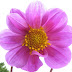 Mussorie 232.jpg