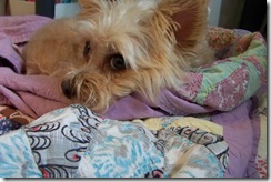 maggiequilt