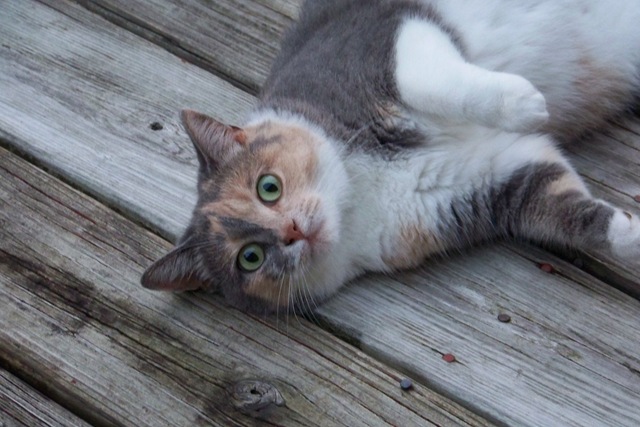 [sweetpea[3].jpg]