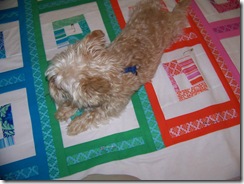maggie on quilt