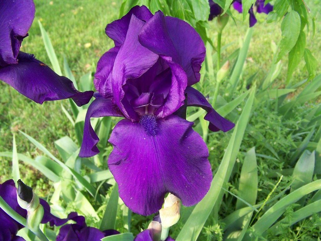 [iris-purple5.jpg]