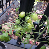 Green Show House c - Nov 19 2008 tomato plant, salvaged wood & bricks, tire soundproofing