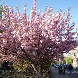 Brooklyn neighbourhood Spring 2010