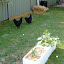 kristiecav's Here Chook Chook garden