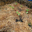 kristiecav's No-Dig Veg patch garden