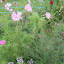 Cosmos Pinkie