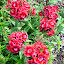 Dianthus