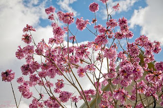 flowers1 (98).jpg
