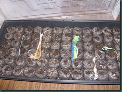 HPIM2004a