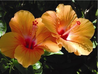 [dc_o_hibiscus[3].jpg]