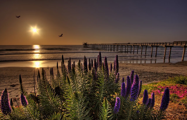 Scripps%20Pier%20Flowers.jpg