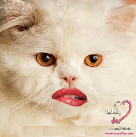 ����� ����� �������� ������ ���������