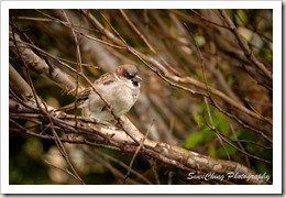 P1110215_GF1