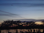 Cherry Blossom Picnic-14.JPG