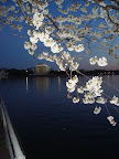 Cherry Blossom Picnic-16.JPG