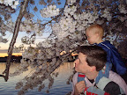Cherry Blossom Picnic-20.JPG