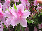 Arboretum-24.JPG
