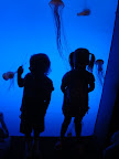Georgia Aquarium-6.JPG