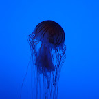Georgia Aquarium-7.JPG