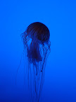Georgia Aquarium-7.JPG