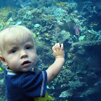 Georgia Aquarium-9.JPG
