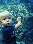 Georgia Aquarium-9.JPG