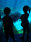 Georgia Aquarium-2.JPG
