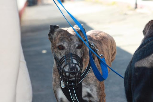 woof gang bakery birthday cake