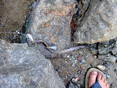 The eel This an Eel
