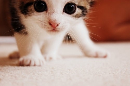 [kitty_meow_cat_cute_pussy_fuzzy_kitten-f80446770d1966a83d5b0ecf6d0b3759_h_large[4].jpg]