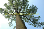 This is the tree known as Jelutong (Dyera costulata)