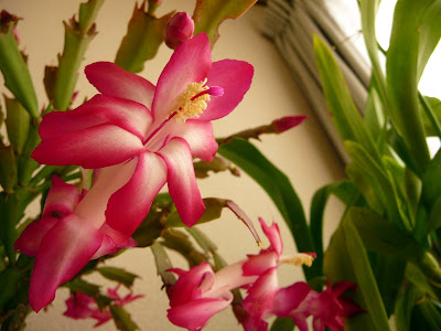 JARDIN NOV01