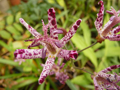 JARDIN NOV01