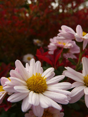 JARDIN NOV01