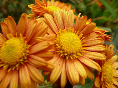 JARDIN NOV01