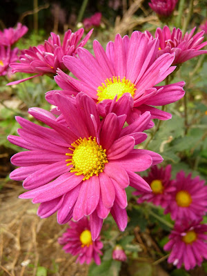 JARDIN NOV01