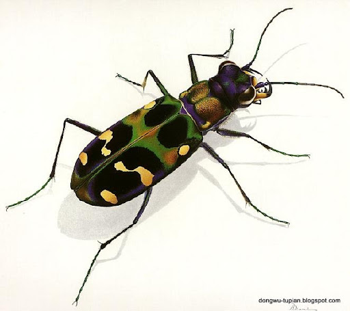 Chinese tiger beetles动物图片Animal Pictures