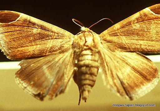 noctuids-owlet moth-miller动物图片Animal Pictures