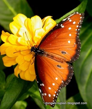 butterflies-Rhopalocera动物图片Animal Pictures