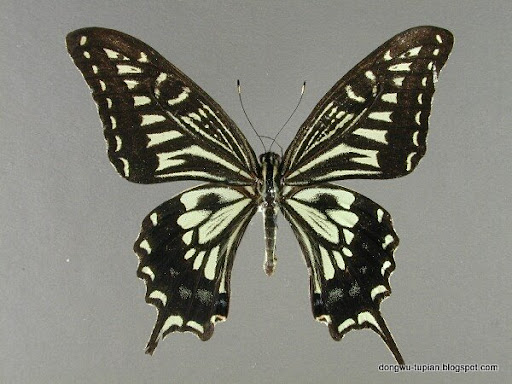 Papilio xuthus 动物图片Animal Pictures