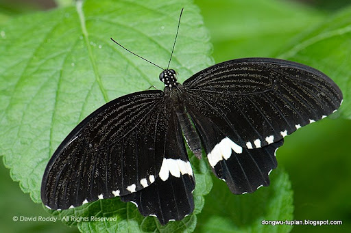 Papilio polytes动物图片Animal Pictures