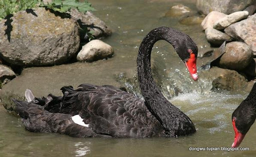 Black Swan动物图片Animal Pictures
