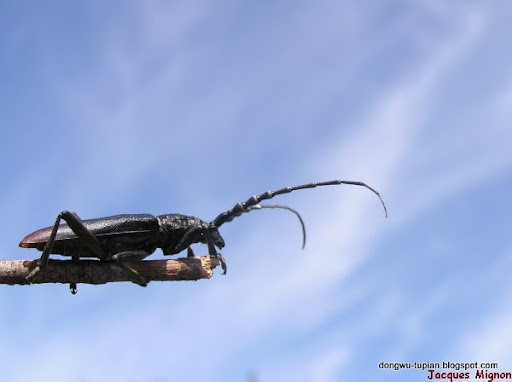 longhornedbeetles动物图片Animal Pictures