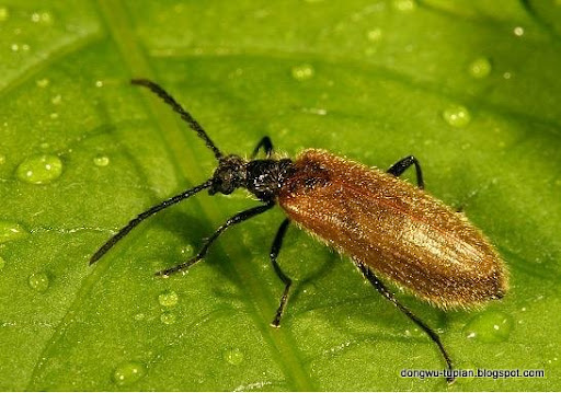 Darkling beetle动物图片Animal Pictures
