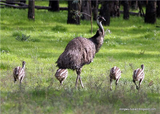 emu动物图片Animal Pictures