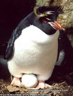 E·crestatus Rockhopper Penguin动物图片Animal Pictures