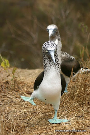 Blue-footed Booby动物图片Animal Pictures