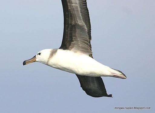 Albatrosses动物图片Animal Pictures