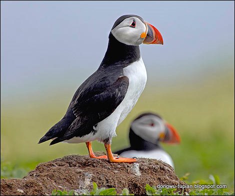 puffin动物图片Animal Pictures