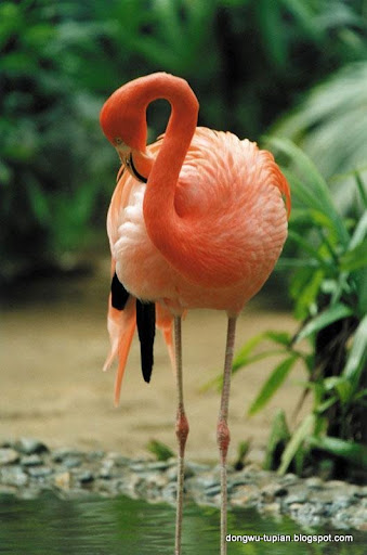 flamingo动物图片Animal Pictures